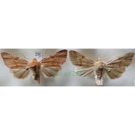 Agrochola helvola (Linnaeus, 1758) pair Źrenicówka czerwienica Czech29j